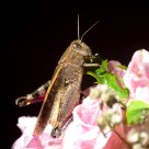Gafanhoto (grasshopper)